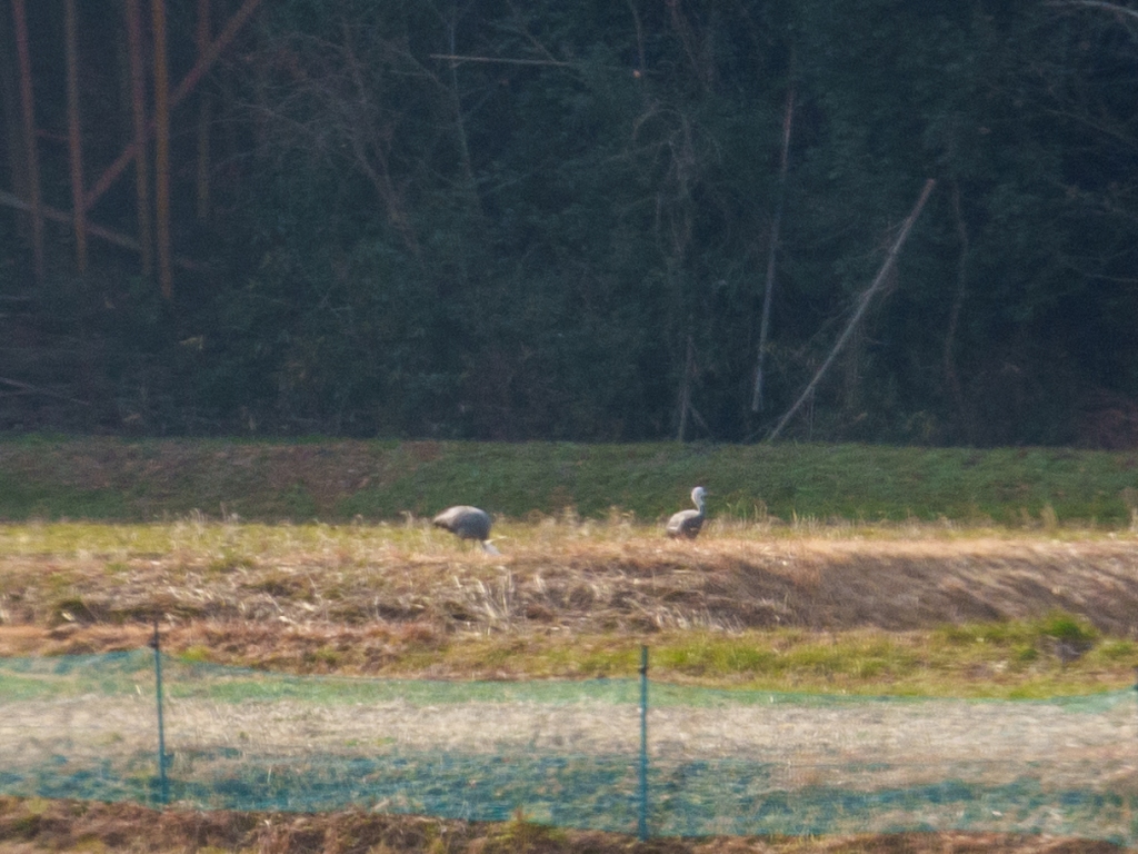 Two large birds with gray bodies, white heads, and red patches around the eyes, can be seen in a distant field.
